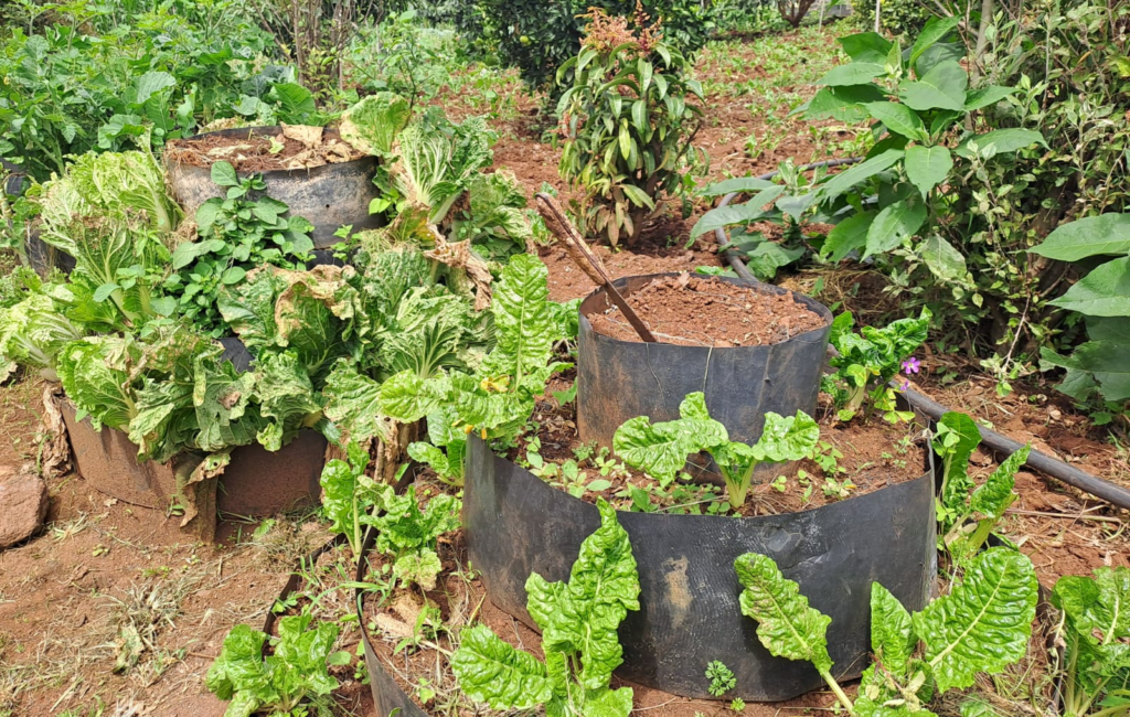 From Farm Waste to Climate Solution: Why Biogas is Becoming Essential for Kenya’s Future