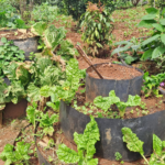 From Farm Waste to Climate Solution: Why Biogas is Becoming Essential for Kenya’s Future