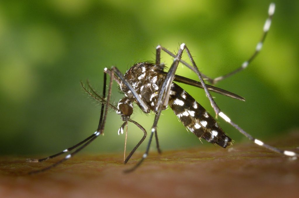 Scientists Turn Weather Forecasts into Malaria Predictions