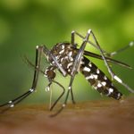 Scientists Turn Weather Forecasts into Malaria Predictions