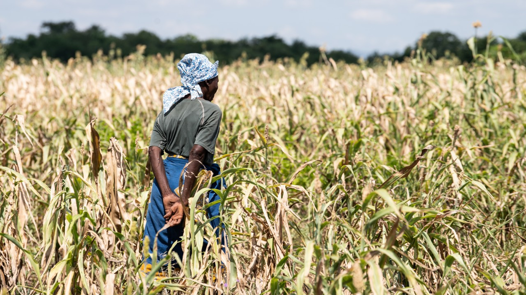 Africa Braces for El Ni&ntilde;o as Drought and Flood Risks Threaten Food Security