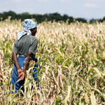 Africa Braces for El Niño as Drought and Flood Risks Threaten Food Security