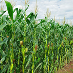 Africa Must Grow More Food Without Worsening Climate Crisis, Warns FAO