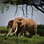 Six People, Seven Elephants Killed as Conflict Worsens Over Resources