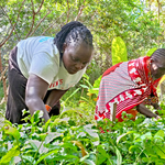 How Women in Narok are Restoring Land and Reshaping Lives