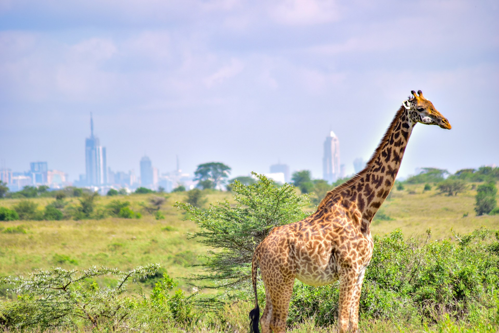 Nairobi Biodiversity Talks Set Agenda for COP17