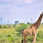 Nairobi Biodiversity Talks Set Agenda for COP17