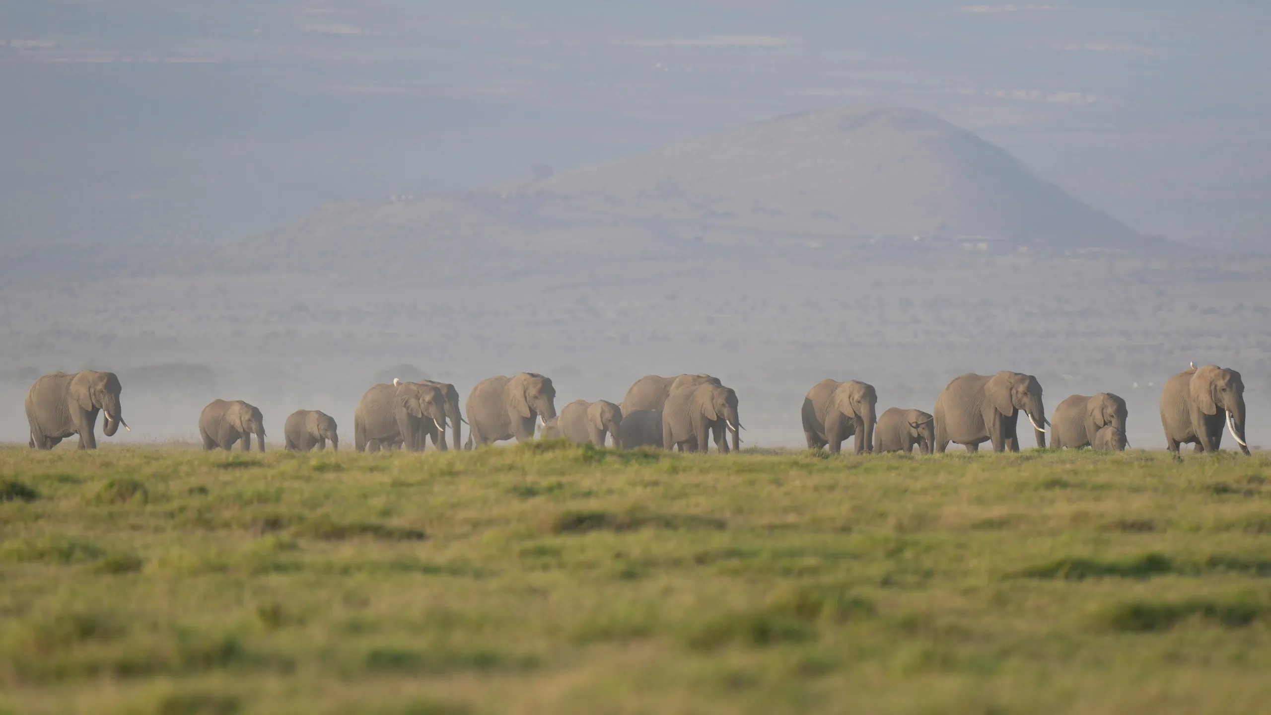 Amboseli 15 Elephant Deaths Leave Critical Questions Unanswered