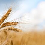 Africa’s Bakers Turn to Climate-Resilient Crops as Wheat-Free Market Grows