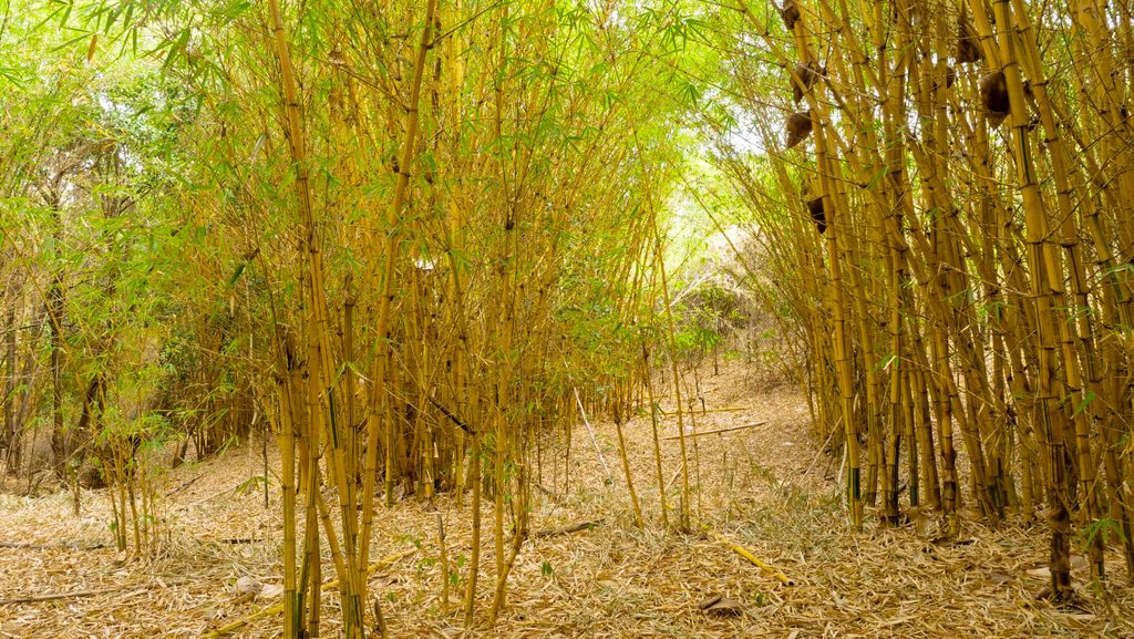 Kenya Turns to Bamboo to Restore Water Sources and Create Jobs