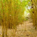 Kenya Turns to Bamboo to Restore Water Sources and Create Jobs