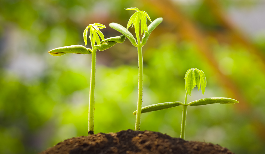 Carbon Credits Must Deliver More Than Cash to Farmers