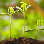 Carbon Credits Must Deliver More Than Cash to Farmers