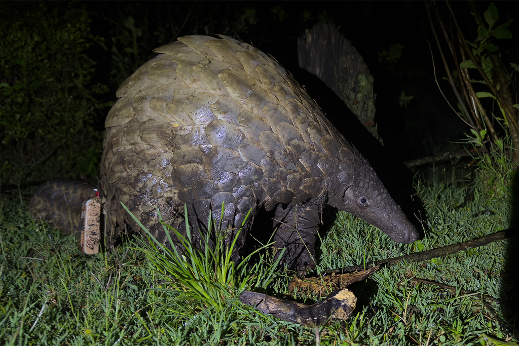 How Simple Electric Fence Changes Are Helping Protect Kenya’s Giant Pangolins