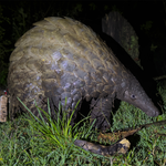 How Simple Electric Fence Changes Are Helping Protect Kenya’s Giant Pangolins
