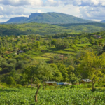 How Agroforestry Is Transforming Farming in Bungoma