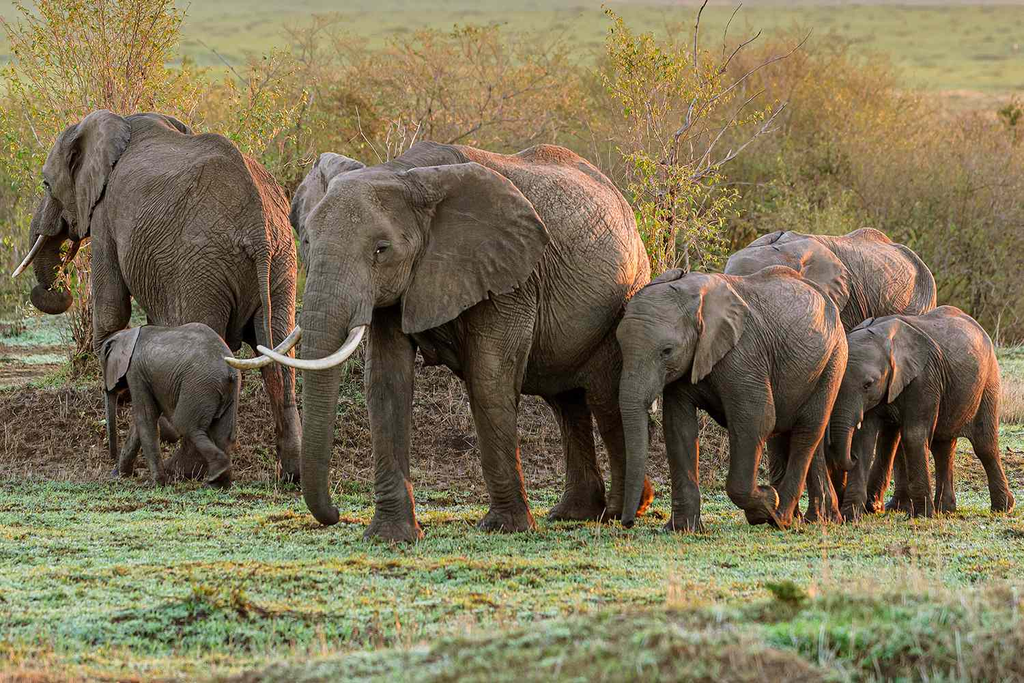 Elephants May Be Using Herbal Medicines When Sick, Study Finds
