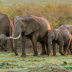 Elephants May Be Using Herbal Medicines When Sick, Study Finds