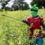 Pesticide Poisoning Hits More Than Half of East Africa’s Farmers