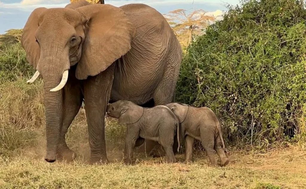 Elephant Twins Born in Amboseli as Conservationists Face Survival Challenge