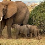 Elephant Twins Born in Amboseli as Conservationists Face Survival Challenge