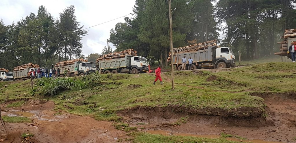 KFS Defends Tree Harvesting as Logging Outcry Spreads Across Kenya’s Forests