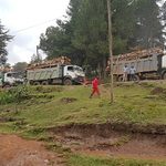 KFS Defends Tree Harvesting as Logging Outcry Spreads Across Kenya’s Forests