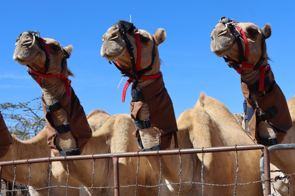 Kenya’s Drought-Proof Camels Face a New Test, Are They Warming the Planet?