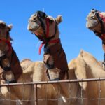 Kenya’s Drought-Proof Camels Face a New Test, Are They Warming the Planet?
