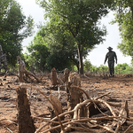 Nyeri Leads in Tree Cover as Kenya Battles Deforestation
