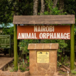 Court Halts Car Park Construction Inside Nairobi National Park