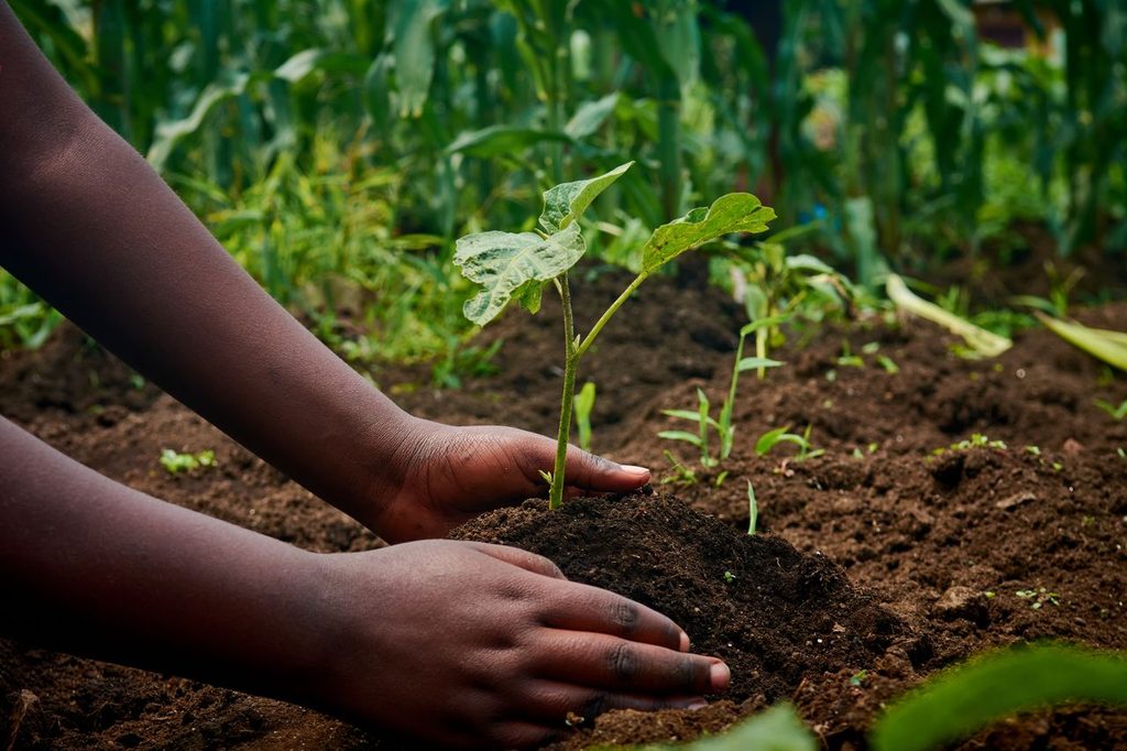 Climate Change, Soil Degradation Threaten the Nutritional Value of Food
