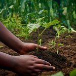 Climate Change, Soil Degradation Threaten the Nutritional Value of Food